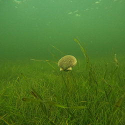 Crystal River: Scalloping paradise!